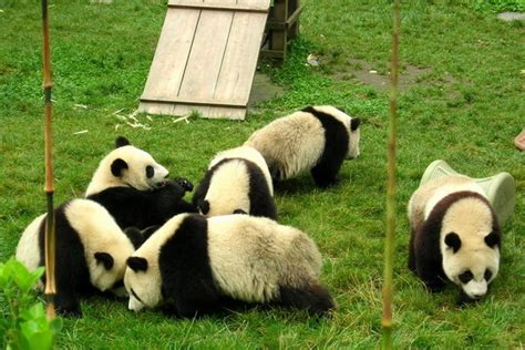 Baby Pandas Photo