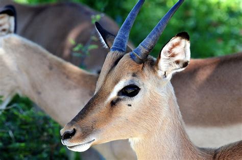 2560x1440 Wallpaper Juvenile South Africa Antelope Animal Body
