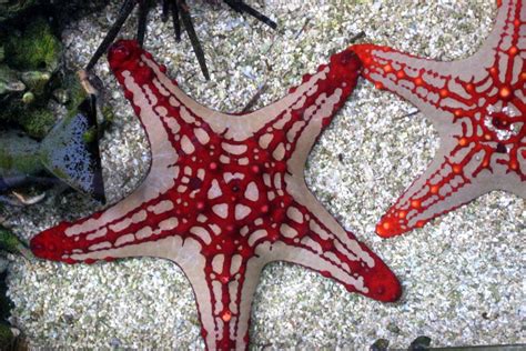 The Red Knobbed Sea Star Whats That Fish