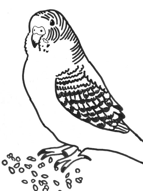 100% free bird coloring pages. 6 Best Images of Printable Coloring Pictures Of Parakeets ...