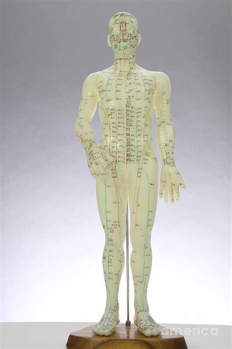 Acupuncture Model Photograph By Photo Researchers Inc Fine Art America
