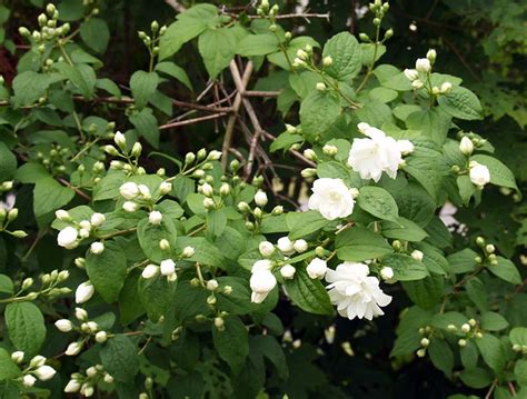 Fragrant Flowering Trees And Bush The White Flowers On This Shrub Are