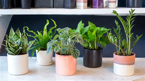 Indoor Houseplants You Cant Kill Unless You Try Really