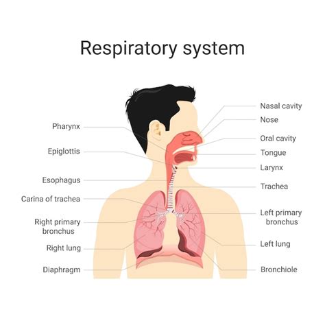 Sistema Respiratorio Anatomía Y Fisiología Del Cuerpo Humano Concepto