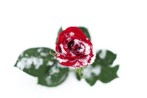 Red Rose In Snow Stock Photo Image Of Valentine Love 17325322