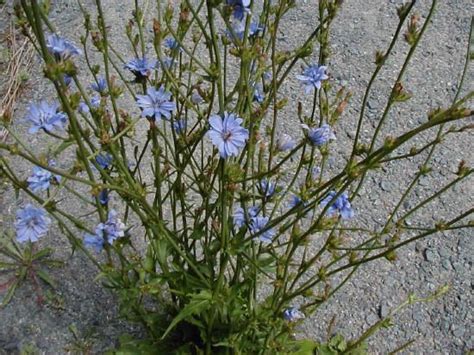 Chicory Cichorium Intybus In Manitoba Ontario Flowers Edible Wild