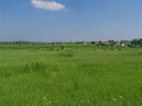 Filea Field Outside Gedera