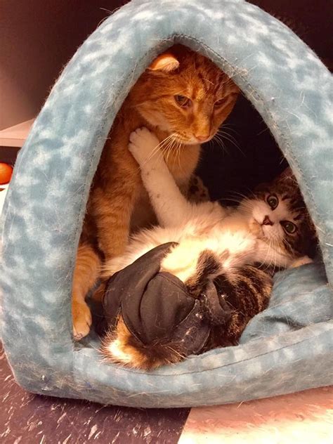 Paralyzed Cats Become Best Friends
