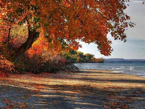 Autumn Trees Sea For Desktop Wallpapers 1920x1440