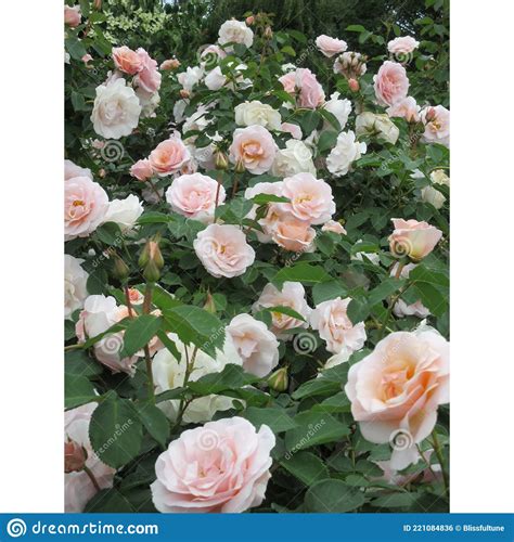 Bright Attractive Colorful Peach Roses Rosa Flower Pretty Lady