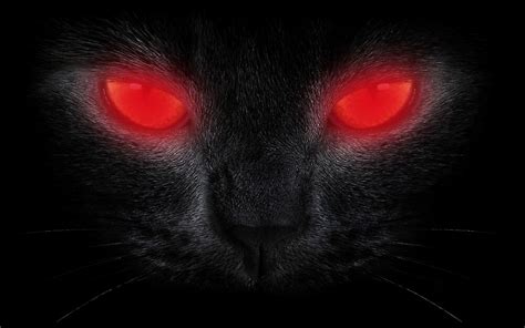 Halloween Scary Black Cat Red Glowing Eyes By Amtsales Redbubble