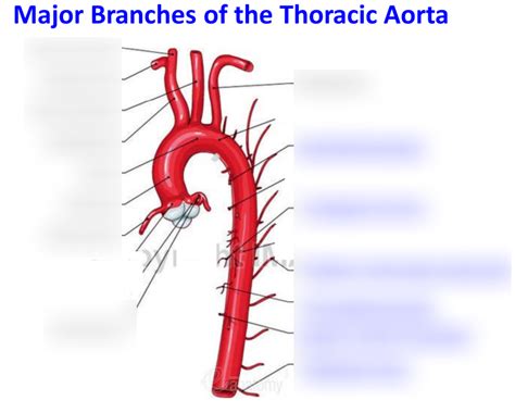 Thoracic Aorta Diagram Quizlet