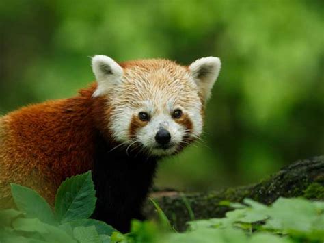 Expedition To Track Red Pandas In The Himalayas Tribes Travel