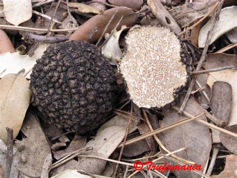 Tuber aestivum full description