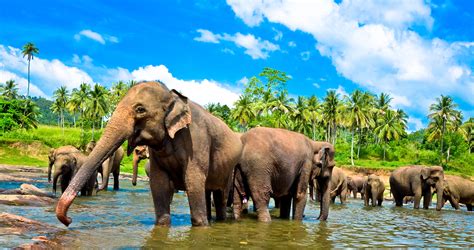 10 Day Sri Lanka Uncovered Tour With Trutravels Rtw Backpackers