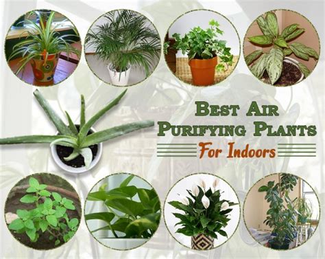 10 Best Air Purifying Plants To Clean The Air In Your Homes