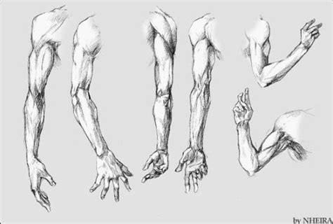 Character Design Collection Arms Anatomy Daily Art References