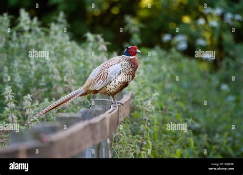 Pheasant On Fence Stock Photo Alamy
