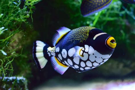 Clown Triggerfish 101 Diet Tank Size Care Tips And Mates