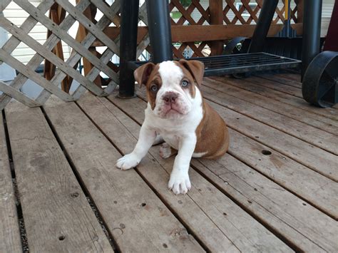 Home for the best english bulldog puppies get your pups at affordable prices including available puppies, shipment details, about and more. Olde English Bulldogge Puppies For Sale | Willmar, MN #298040