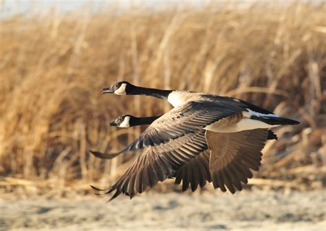 Two Mallard Duck Flying Across Field During Daytime Canada Geese Hd