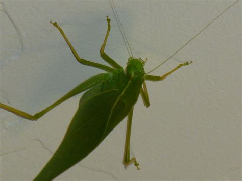 Maycintadamayantixibb Bright Green Grasshopper Type Bug