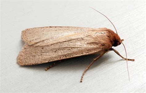 Arizona Moth Dichagyris Larga Bugguide