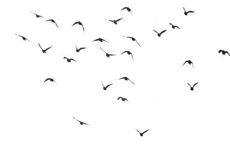 Black Swarm Of Bird Flying Png Image Purepng Free Transparent Cc0