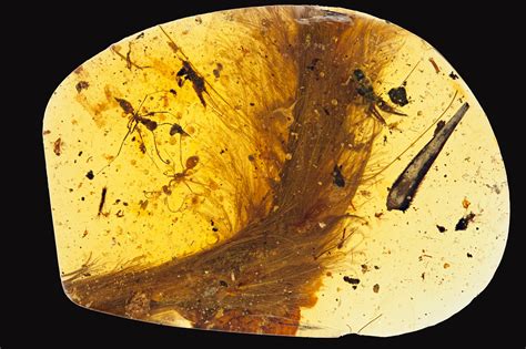 That Thing With Feathers Trapped In Amber It Was A Dinosaur Tail The