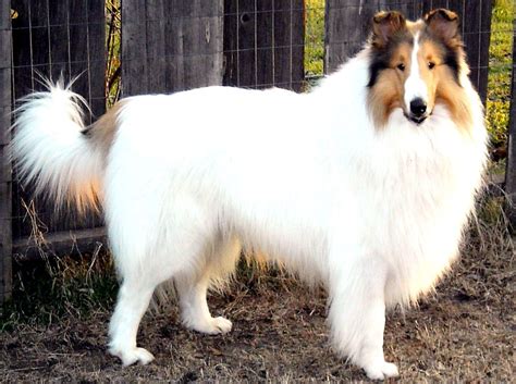 Sable Collie Puppies For Sale