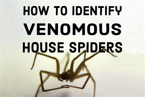 How To Identify Venomous House Spiders Dengarden
