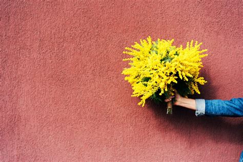 Mimosa Come Si Coltiva E Significato Della Mimosa L Marzo Donna Moderna