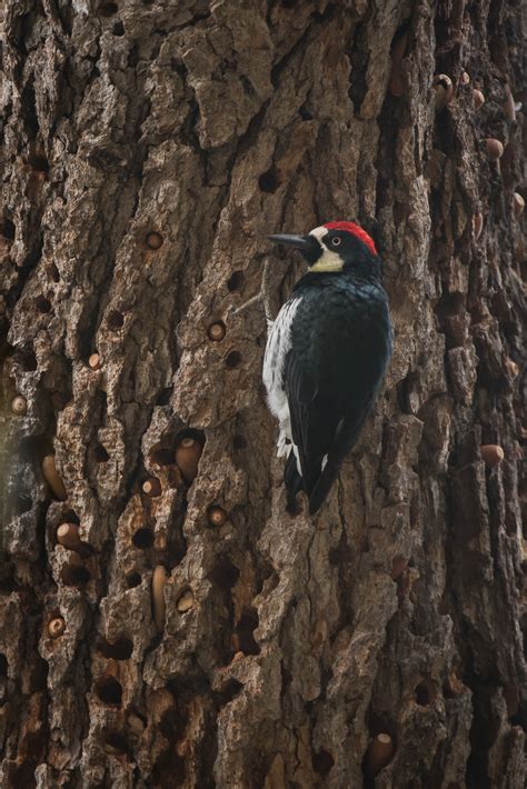 Acorn Woodpecker Sean Crane Photography