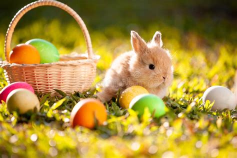 Cute Bunny And Easter Eggs In The Meadow Stock Image Image Of