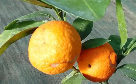 Satsuma Kawano Citrus Unshiu 4l Sylvestre Agrumes