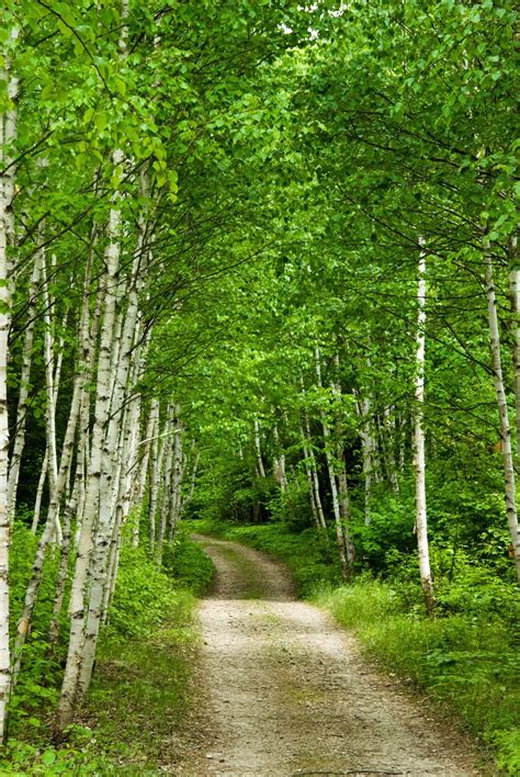Birch Tree Lined Road Landscape Photo Scenery