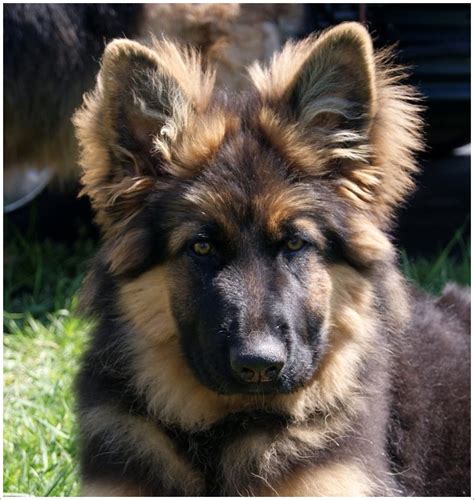 Their individual hairs vary in color, some are darker, some are light, and some are pure. Red And Black German Shepherd Long Hair | Red Hair