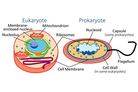 Learn About The Different Types Of Cells Prokaryotic And Eukaryotic