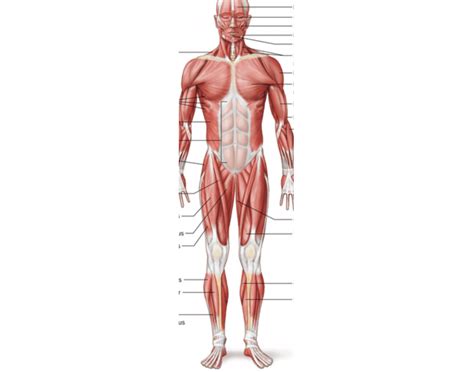 Muscular System Quiz