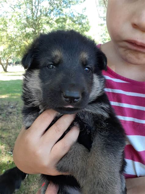 Loyal and obedient puppy, great family pet.make yours today. German Shepherd Puppies For Sale | Sandy Ridge, NC #332878