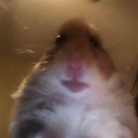 Create Meme Fun With Hamsters Hamster Selfie Funny Hamster