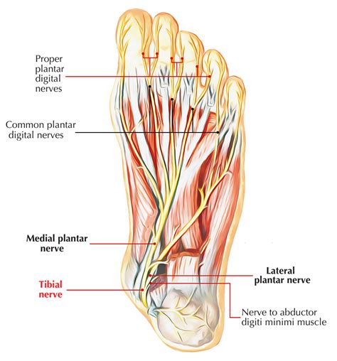 Anatomy Of Foot Nerves And Arteries Anatomy Dorsal View Medial Dorsal