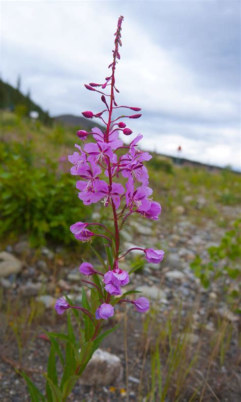 Fireweed Photo Great Example Of Alaska Scenery Colors Plant Painting