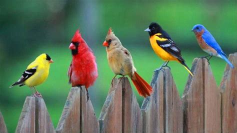 Aves Descubra Cómo Atraer Los Pájaros A Su Jardín Usando Los Colores