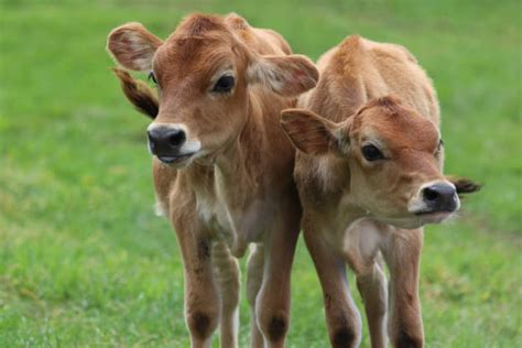 22400 Cute Baby Calves Pic Stock Photos Pictures And Royalty Free