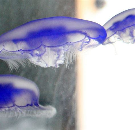 Blue Seattle Aquarium Jellyfish Beautiful Sea Creatures Seattle