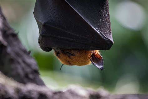 40 giant golden crowned flying fox facts about the world s largest bat