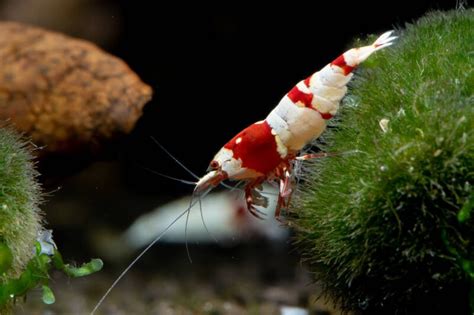 Freshwater Shrimp 26 Colorful Types For Aquarium With Care Tips 2022
