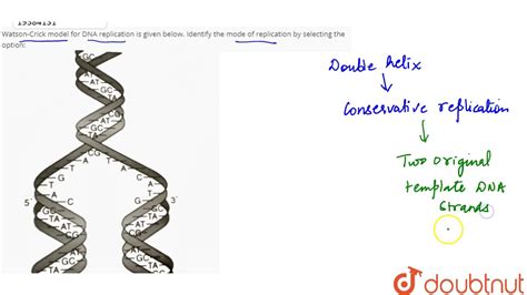 Watson Crick Model For Dna Replication Is Given Below Identify The