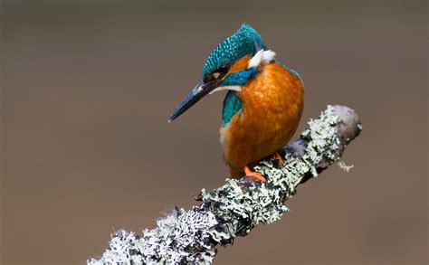 Birds Common Kingfisher Branches Hd Wallpaper Rare Gallery